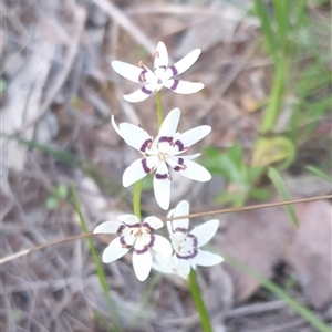 Wurmbea dioica subsp. dioica at Goulburn, NSW - 14 Sep 2024