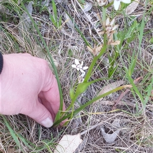 Wurmbea dioica subsp. dioica at Goulburn, NSW - 14 Sep 2024 05:46 PM