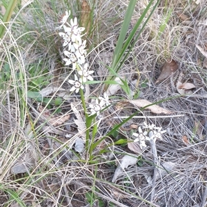 Wurmbea dioica subsp. dioica at Goulburn, NSW - 14 Sep 2024 05:46 PM