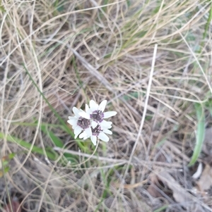 Wurmbea dioica subsp. dioica at Goulburn, NSW - 14 Sep 2024 05:46 PM