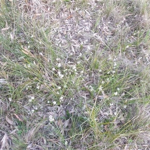 Wurmbea dioica subsp. dioica at Goulburn, NSW - 14 Sep 2024 05:46 PM