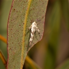 Stathmopoda melanochra (An Oecophorid moth (Eriococcus caterpillar)) at Higgins, ACT - 13 Sep 2024 by AlisonMilton