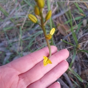 Bulbine glauca at Goulburn, NSW - 14 Sep 2024