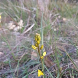 Bulbine glauca at Goulburn, NSW - 14 Sep 2024