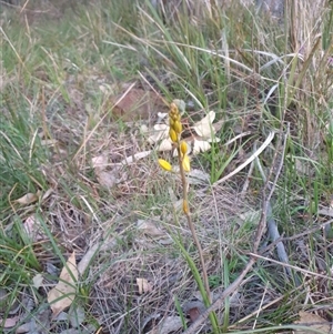 Bulbine glauca at Goulburn, NSW - 14 Sep 2024