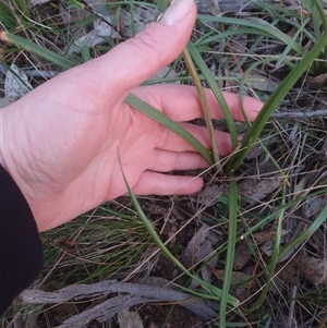 Bulbine glauca at Goulburn, NSW - 14 Sep 2024