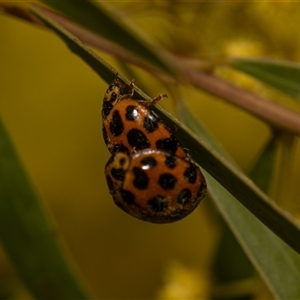 Harmonia conformis at Higgins, ACT - 13 Sep 2024 12:19 PM