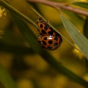 Harmonia conformis at Higgins, ACT - 13 Sep 2024