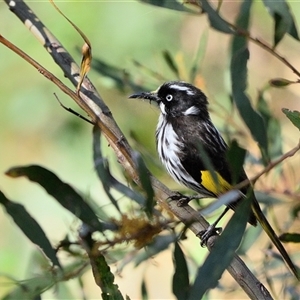 Phylidonyris novaehollandiae at Tahmoor, NSW - 15 Sep 2024