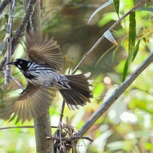 Phylidonyris novaehollandiae at Tahmoor, NSW - 15 Sep 2024