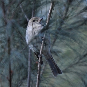 Pachycephala rufiventris at Tahmoor, NSW - 15 Sep 2024