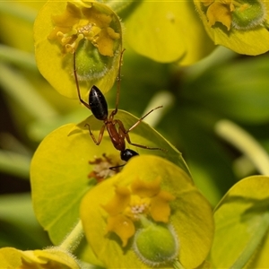 Camponotus consobrinus at Higgins, ACT - 13 Sep 2024