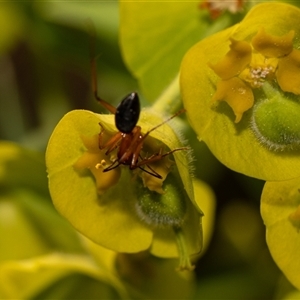 Camponotus consobrinus at Higgins, ACT - 13 Sep 2024