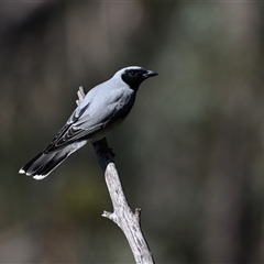 Coracina novaehollandiae (Black-faced Cuckooshrike) at Bargo, NSW - 15 Sep 2024 by Freebird