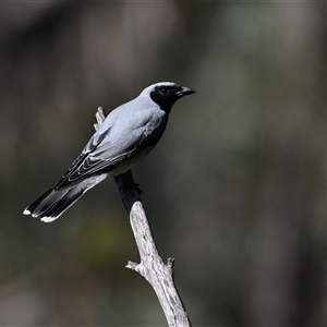 Coracina novaehollandiae at Bargo, NSW - 15 Sep 2024 10:35 AM