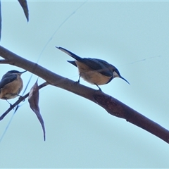 Acanthorhynchus tenuirostris (Eastern Spinebill) at Tahmoor, NSW - 15 Sep 2024 by Freebird