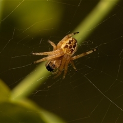 Unidentified Orb-weaving spider (several families) at Higgins, ACT - 13 Sep 2024 by AlisonMilton