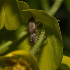 Opisthoncus sp. (genus) (Opisthoncus jumping spider) at Higgins, ACT - 13 Sep 2024 by AlisonMilton