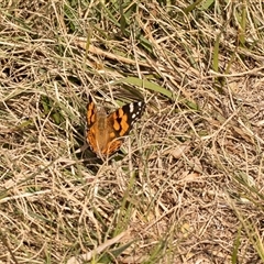 Vanessa kershawi (Australian Painted Lady) at Higgins, ACT - 13 Sep 2024 by AlisonMilton