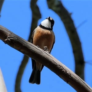 Pachycephala rufiventris at Bandiana, VIC - 15 Sep 2024