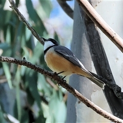 Pachycephala rufiventris at Bandiana, VIC - 15 Sep 2024