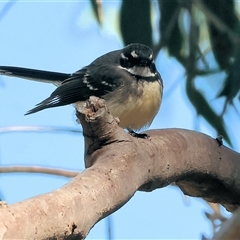 Rhipidura albiscapa (Grey Fantail) at Baranduda, VIC - 15 Sep 2024 by KylieWaldon