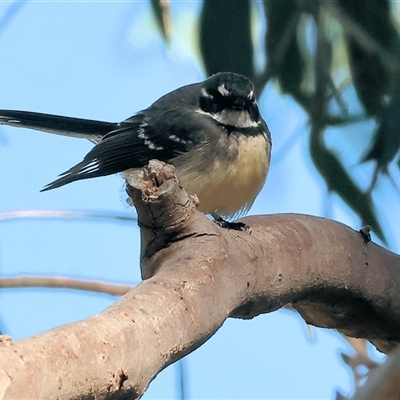 Rhipidura albiscapa (Grey Fantail) at Baranduda, VIC - 15 Sep 2024 by KylieWaldon