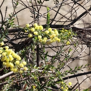 Acacia paradoxa at Baranduda, VIC - 15 Sep 2024 09:25 AM