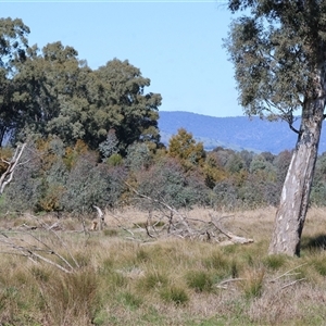 Acacia paradoxa at Baranduda, VIC - 15 Sep 2024