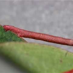 Geometridae (family) IMMATURE at Deakin, ACT - 16 Sep 2024