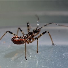 Pristhesancus plagipennis (Common Assassin Bug, Bee Killer Assassin Bug) at Deakin, ACT - 16 Sep 2024 by LisaH
