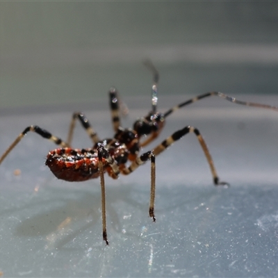 Pristhesancus plagipennis (Common Assassin Bug, Bee Killer Assassin Bug) at Deakin, ACT - 16 Sep 2024 by LisaH