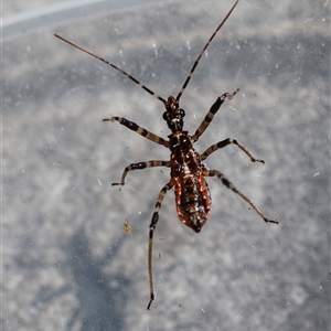 Pristhesancus plagipennis at Deakin, ACT - 16 Sep 2024 11:56 AM