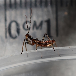 Pristhesancus plagipennis at Deakin, ACT - 16 Sep 2024 11:56 AM