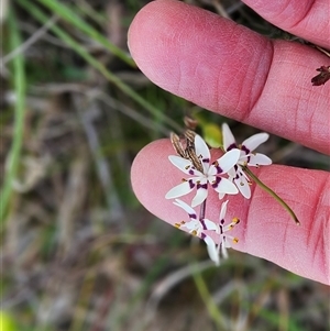 Wurmbea dioica subsp. dioica at Whitlam, ACT - 14 Sep 2024