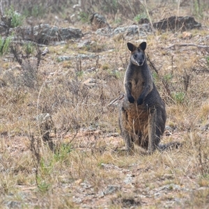 Wallabia bicolor at Kenny, ACT - 14 Sep 2024 08:10 AM