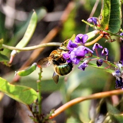 Xylocopa (Lestis) aerata (Golden-Green Carpenter Bee) at Mount Kembla, NSW - 14 Sep 2024 by BackyardHabitatProject