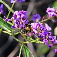 Xylocopa (Lestis) aerata at Mount Kembla, NSW - 14 Sep 2024