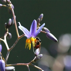 Exoneura sp. (genus) (A reed bee) at Mount Kembla, NSW - 14 Sep 2024 by BackyardHabitatProject