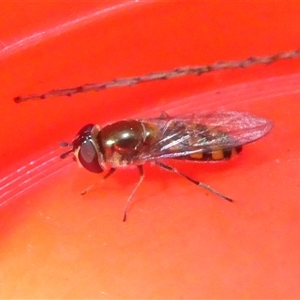 Simosyrphus grandicornis at Belconnen, ACT - 15 Sep 2024