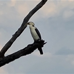 Microcarbo melanoleucos (Little Pied Cormorant) at Kununurra, WA - 16 Sep 2024 by Mike