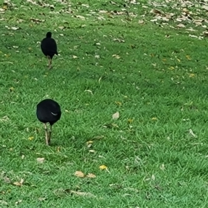 Porphyrio melanotus at Kununurra, WA - 16 Sep 2024