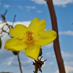 Cochlospermum fraseri at Lake Argyle, WA - 16 Sep 2024 by Mike