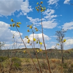 Unidentified at suppressed - 16 Sep 2024