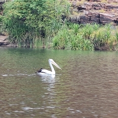 Pelecanus conspicillatus (Australian Pelican) at Lake Argyle, WA - 16 Sep 2024 by Mike