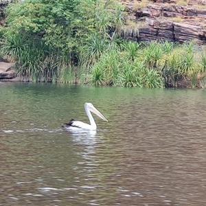 Pelecanus conspicillatus at Lake Argyle, WA - 16 Sep 2024