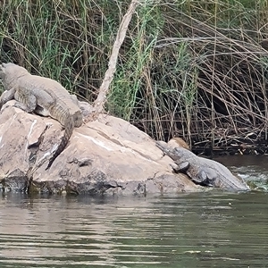 Crocodylus johnstoni at Lake Argyle, WA - 16 Sep 2024