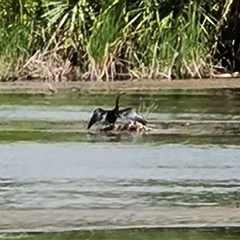 Anhinga novaehollandiae (Australasian Darter) at Lake Argyle, WA - 16 Sep 2024 by Mike