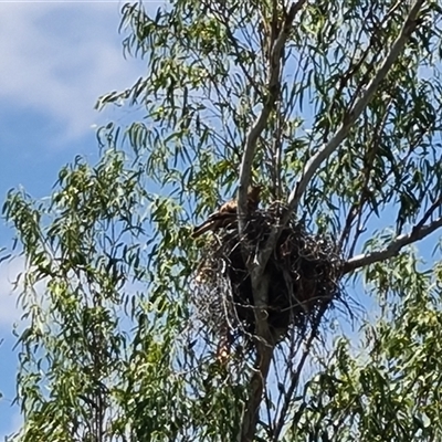 Haliastur sphenurus (Whistling Kite) at Lake Argyle, WA - 16 Sep 2024 by Mike