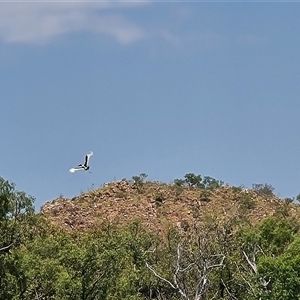 Ephippiorhynchus asiaticus at Lake Argyle, WA - suppressed